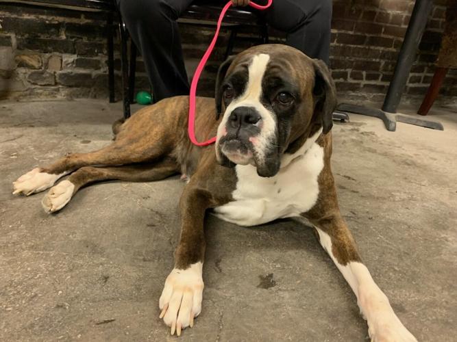 Evolution Dog training - Keith Kaiser - 2.23.23