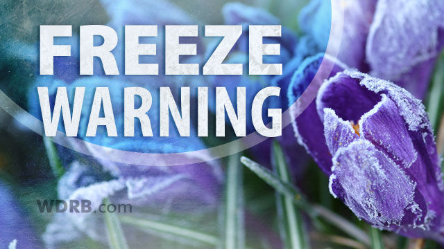 freeze-warning purple flowers.jpg
