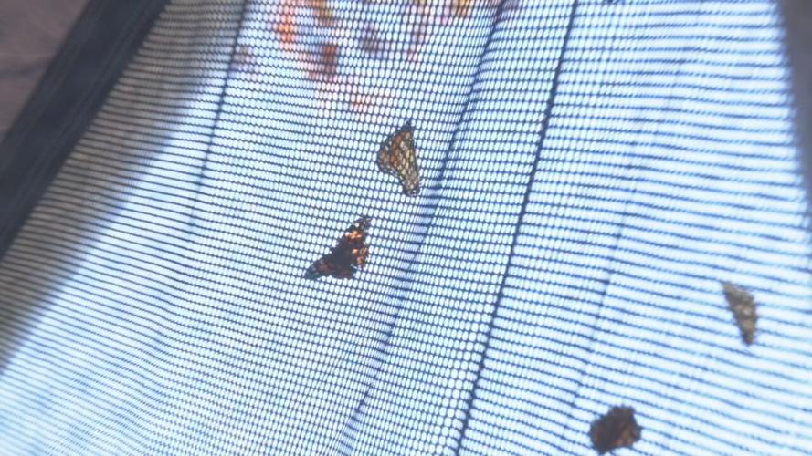 Monarch Festival (1).jpeg