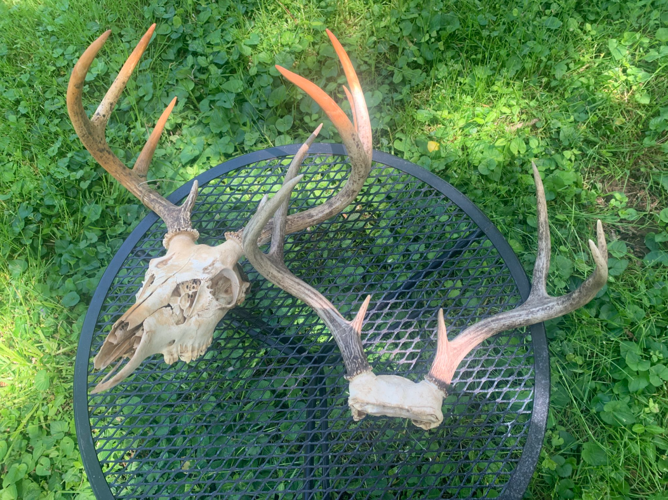 Deer head skulls