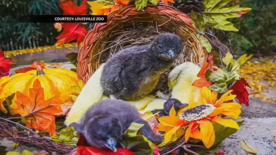 PENGUINS BORN AT THE ZOO 12-2-21