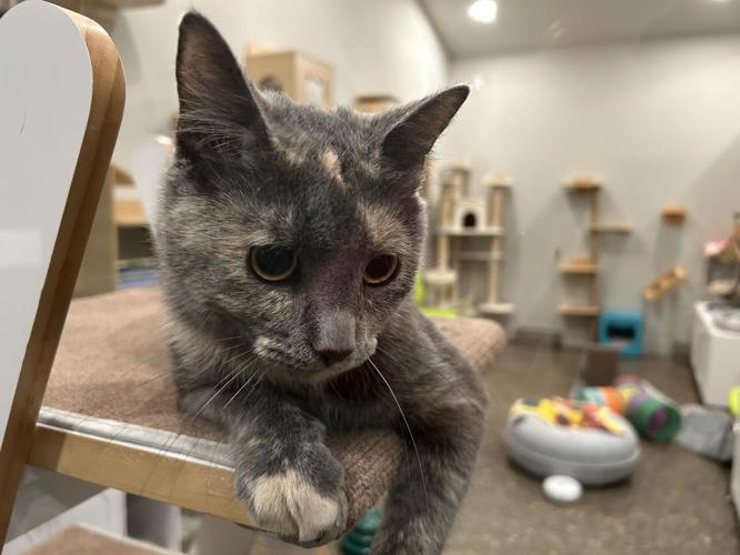 Animal Care Society
