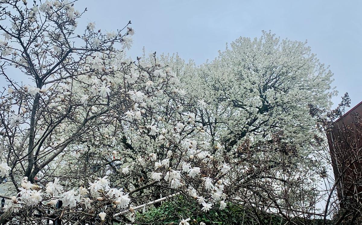 Tree Pollen on the Rise Weather Blog