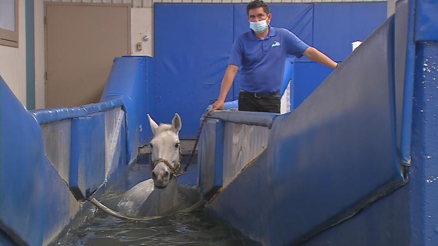 Horse on the aquatred