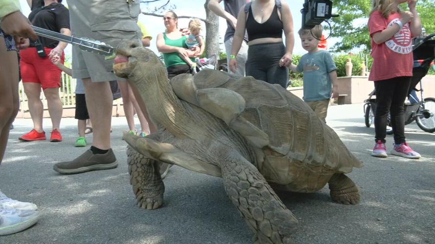 Zoo turtle migration (13).jpeg