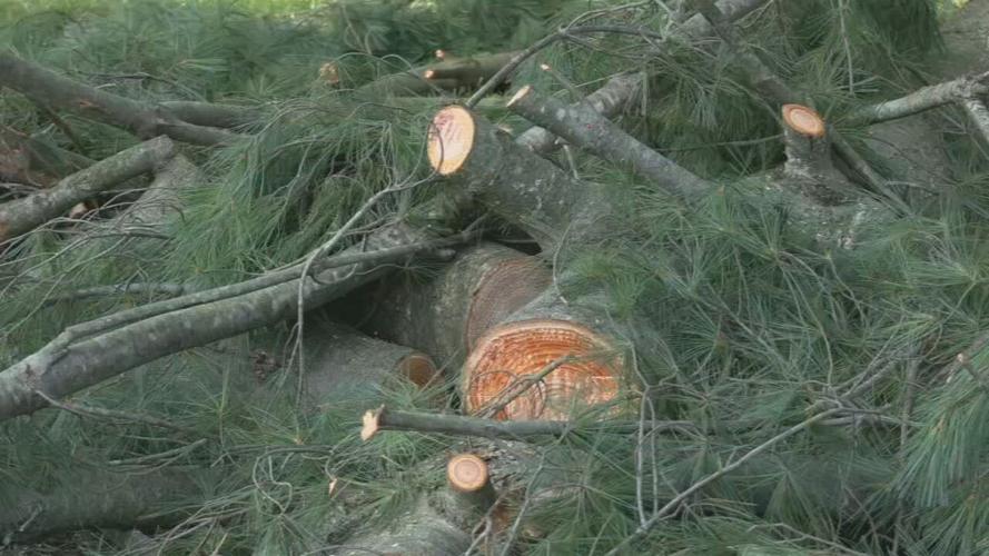 Trees down in Salem, Indiana
