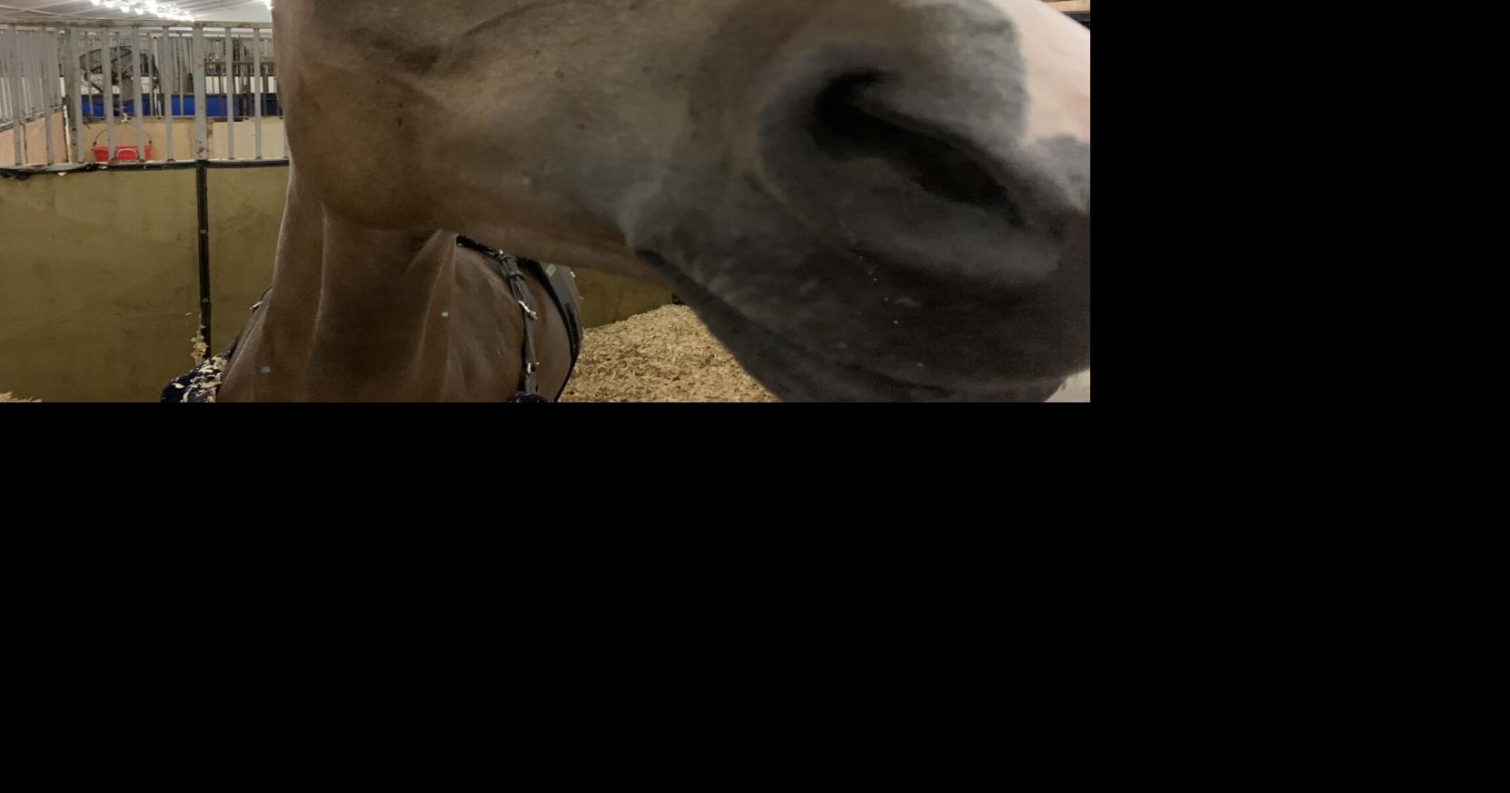 The Saddlebred gets the recognition it deserves at the Rock Creek Horse