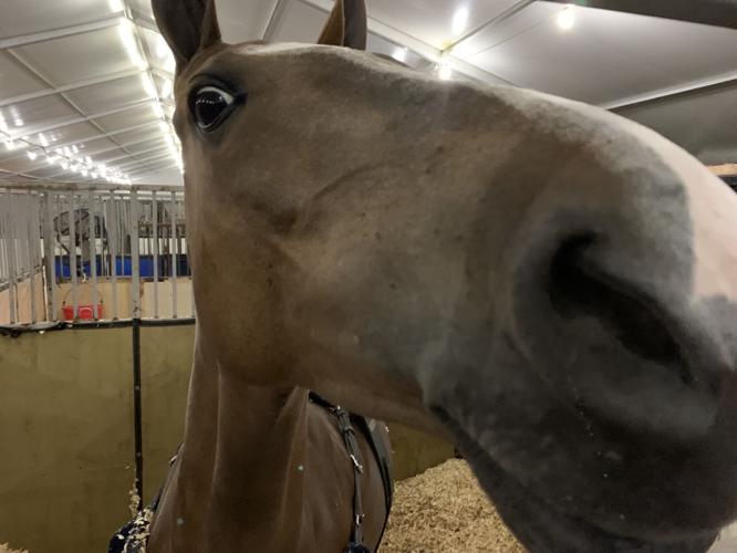 The Saddlebred gets the recognition it deserves at the Rock Creek Horse Show