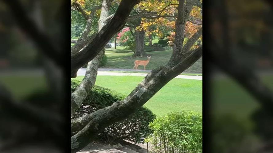 deer in the upper highlands