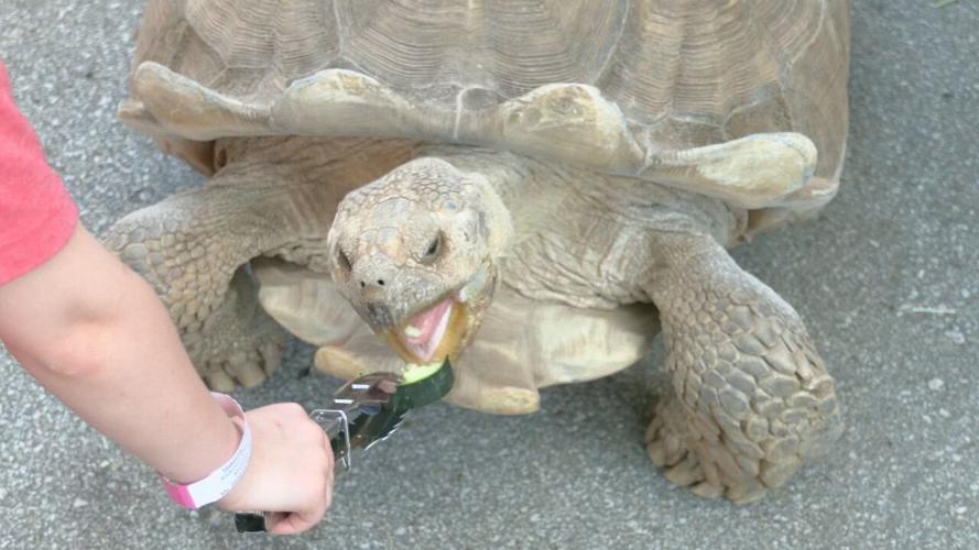 Zoo turtle migration (12).jpeg