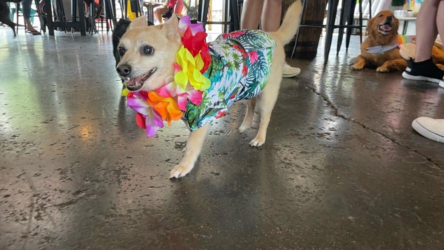 Louisville Pride Luau 7-17-22 8.jpg
