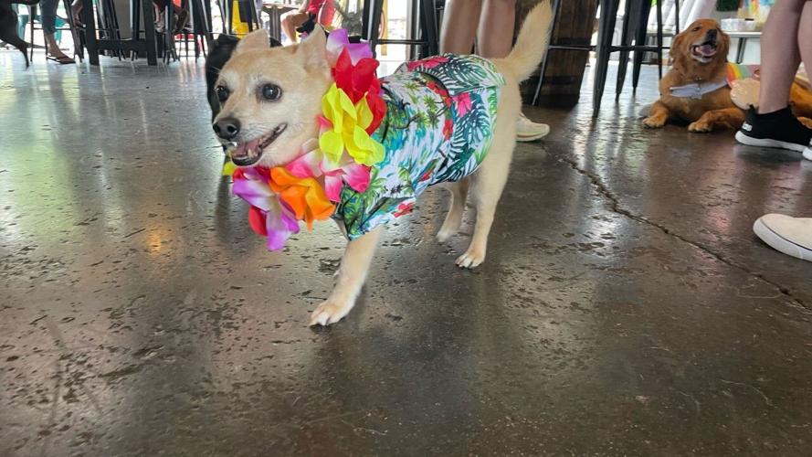 PHOTOS l PG&J's Dog Park Bar hosts first 'Tiki Luau Dog Pawty