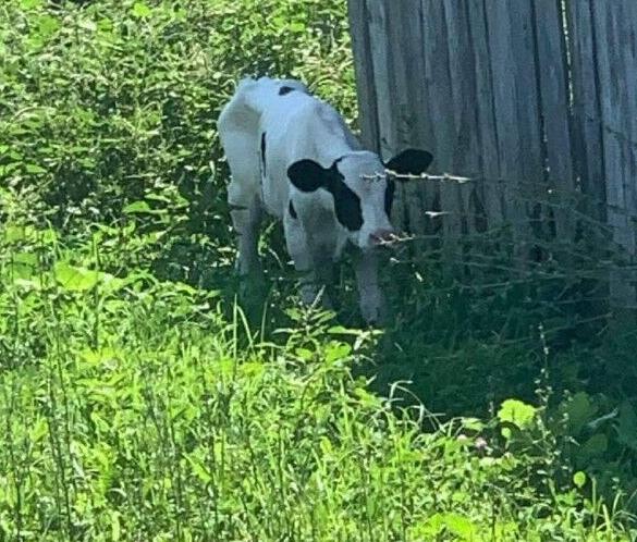 spencer co calf