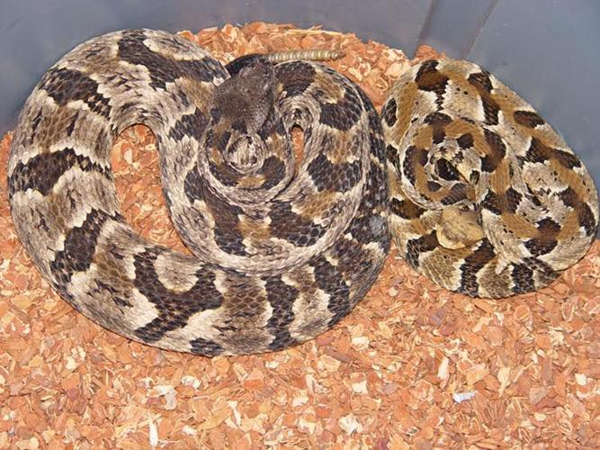 Rattlesnake found in Seymour, Indiana garage in Aug. 2019
