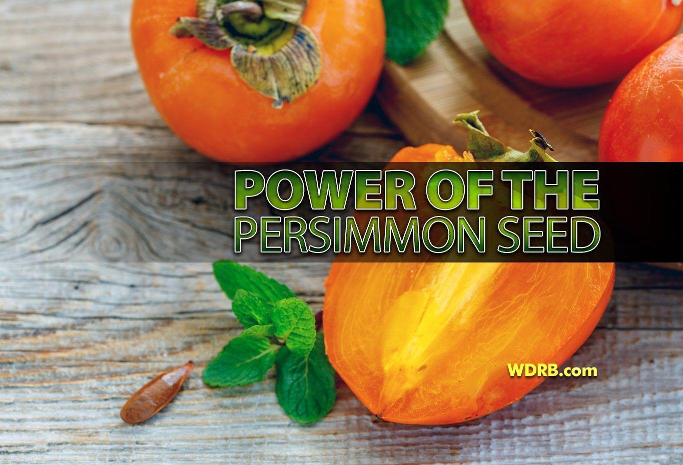 Forecasting Winter With Persimmon Seeds Weather Blog