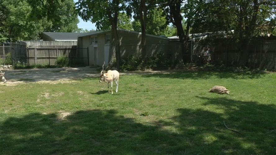 Zoo turtle migration (11).jpeg