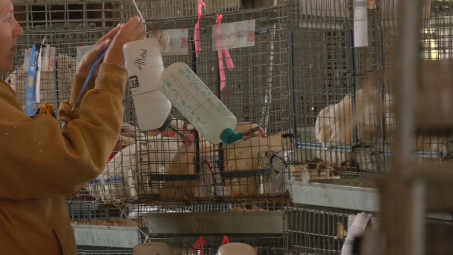 The 2023 Floyd County 4-H Fair at the Floyd County Fairgrounds in New Albany, Indiana