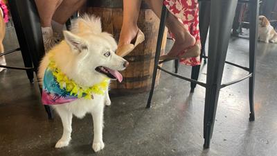 Louisville Pride Luau 7-17-22 7.jpg