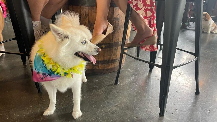 PHOTOS l PG&J's Dog Park Bar hosts first 'Tiki Luau Dog Pawty