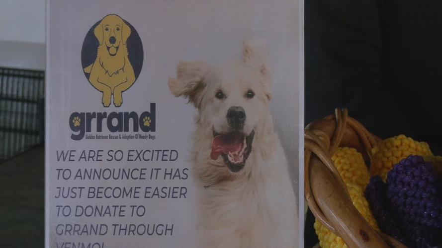 CLUB K9 GOLDEN RETRIEVER DAY