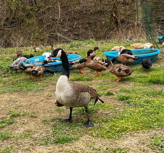 'Birds & Brew' series coming to Louisville's Mile Wide Beer Company ...