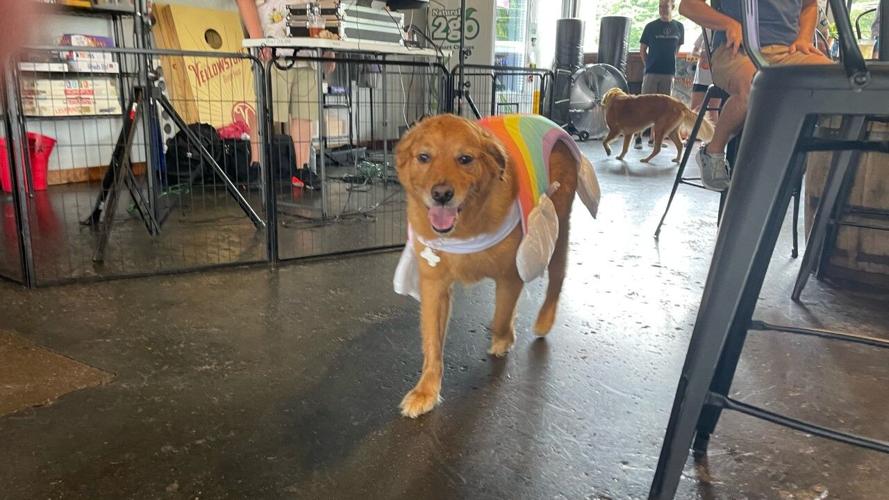 PHOTOS l PG&J's Dog Park Bar hosts first 'Tiki Luau Dog Pawty