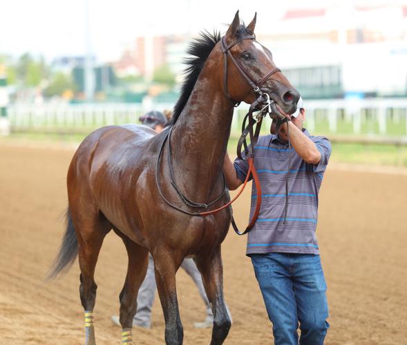 Horse's hair raises after run.JPG