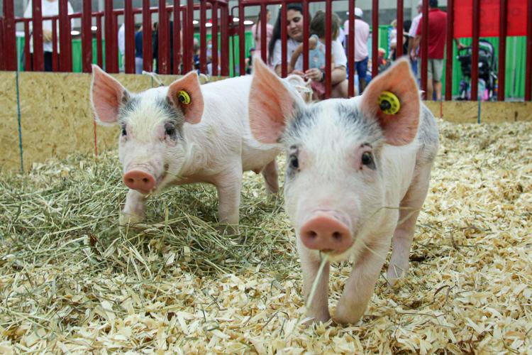 KY STATE FAIR - FILE  LIVESTOCK - PIGS.jpg