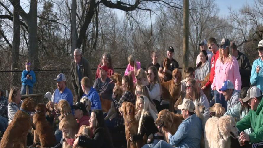 CLUB K9 GOLDEN RETRIEVER DAY