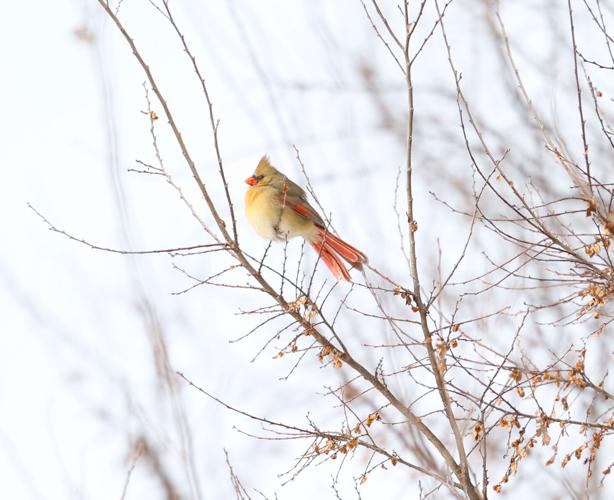 Cardinal bird on tree 2.JPG