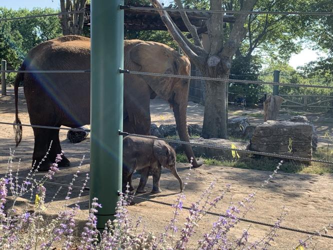 Louisville Zoo selling T-shirts to honor elephant calf Fitz