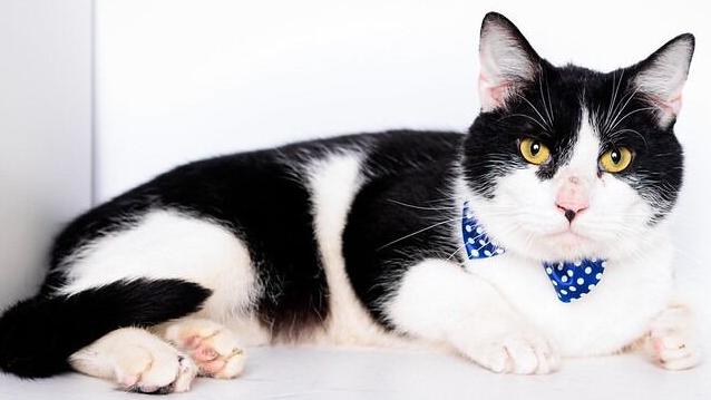 Felix the cat available for adoption at KHS