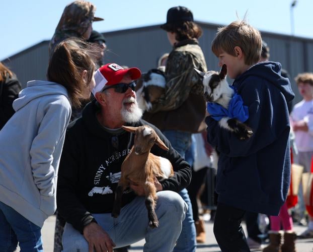 Baby goats prepare to run at Bock Fest.JPG