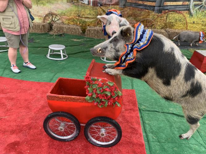 Wilstem Wildlife Park