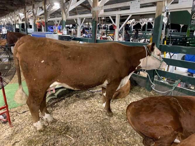 Corydon, Indiana has hosted the Harrison County Fair for 163 years