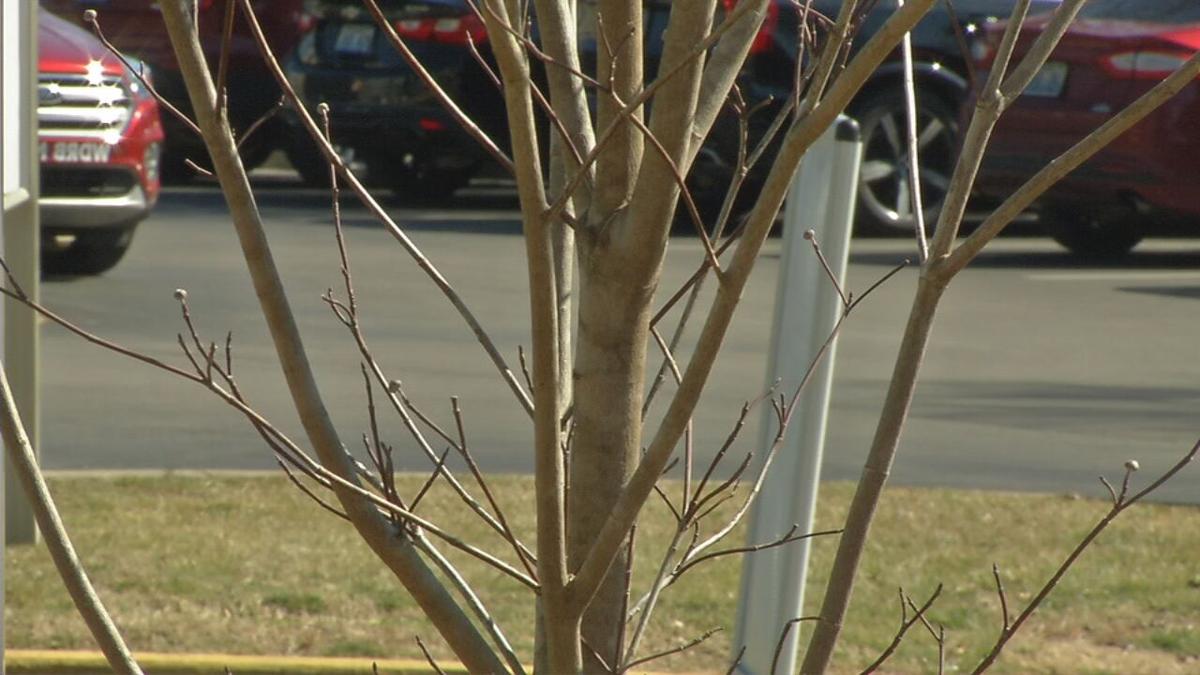 Norton Healthcare Dedicates Tree To Longtime Volunteer Diagnosed With Brain Cancer News Wdrb Com