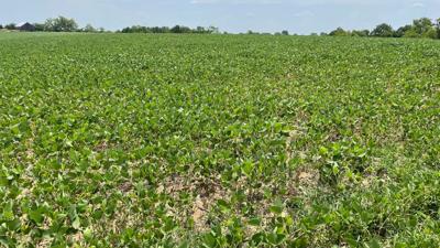 Lawson Farms soybean plants 2.jpg
