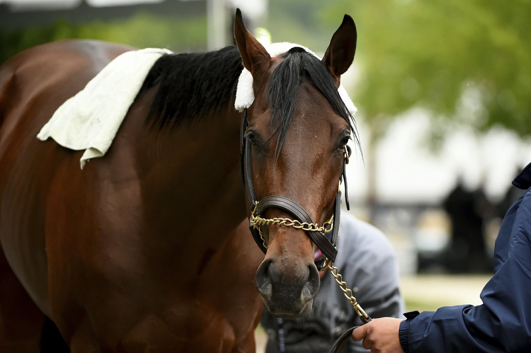 Anothertwistafate is washed after exercising at Preakness