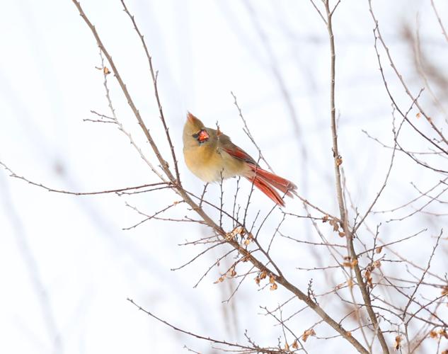 Cardinal bird on tree.JPG