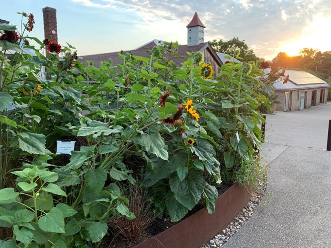 Yew Dell Sunflowers 2.jpg