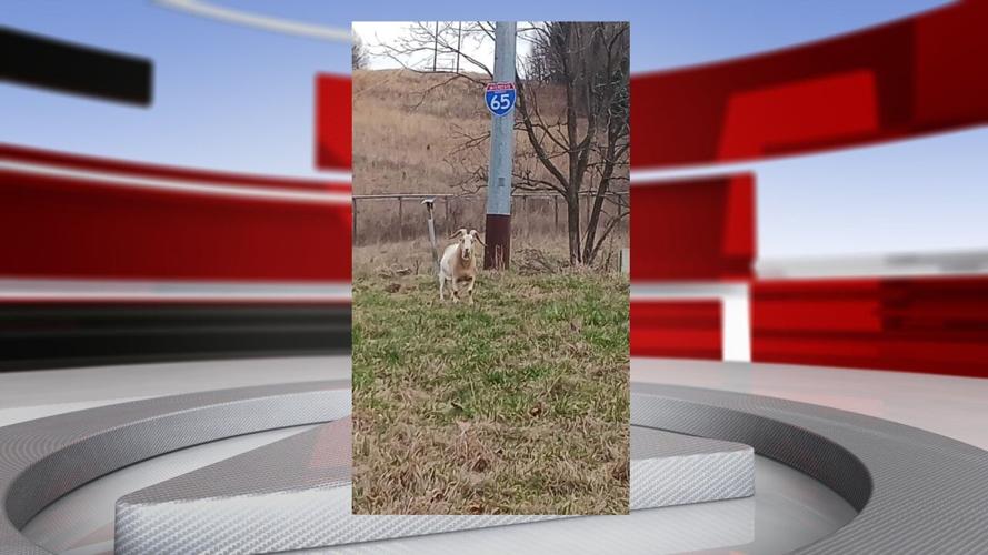 Houdini the Goat along I-65.jpg