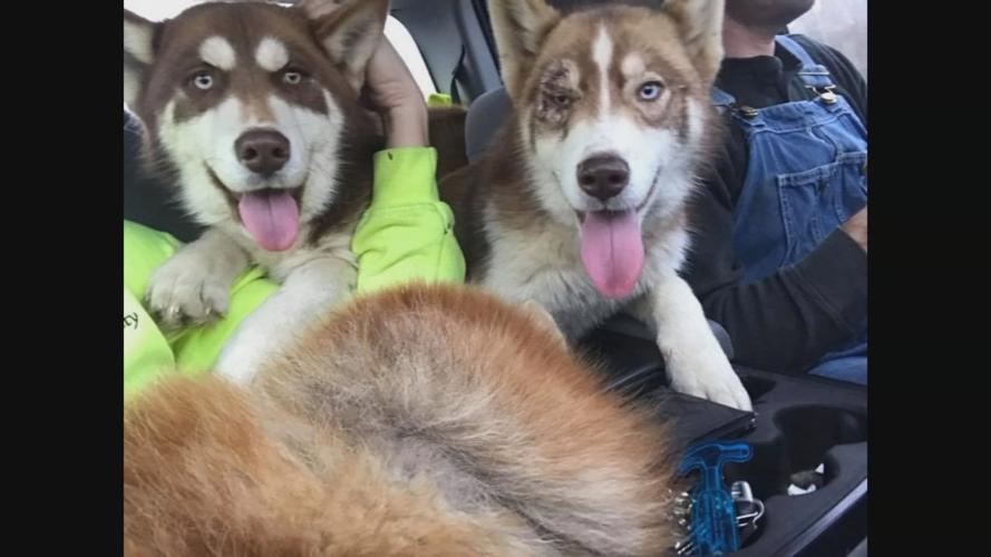 dogs found 12-24-19.jpg