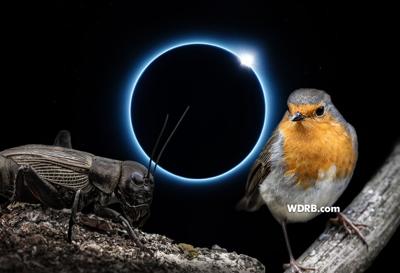 DID YOU KNOW? During the April 8 eclipse, birds might stop singing and crickets start chirping...