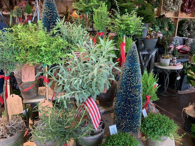 Digs Home and Garden