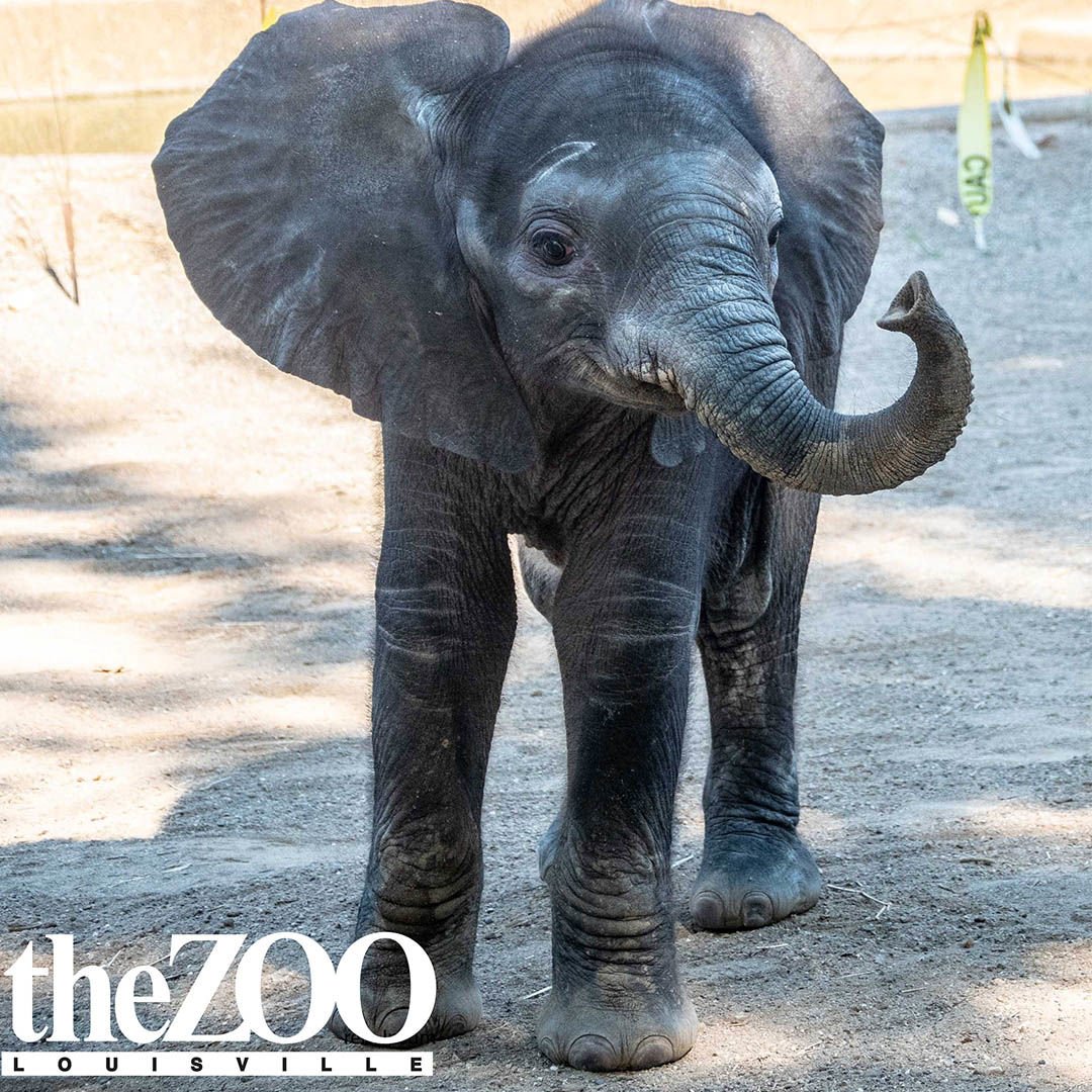 Louisville Zoo selling T-shirts to honor elephant calf Fitz