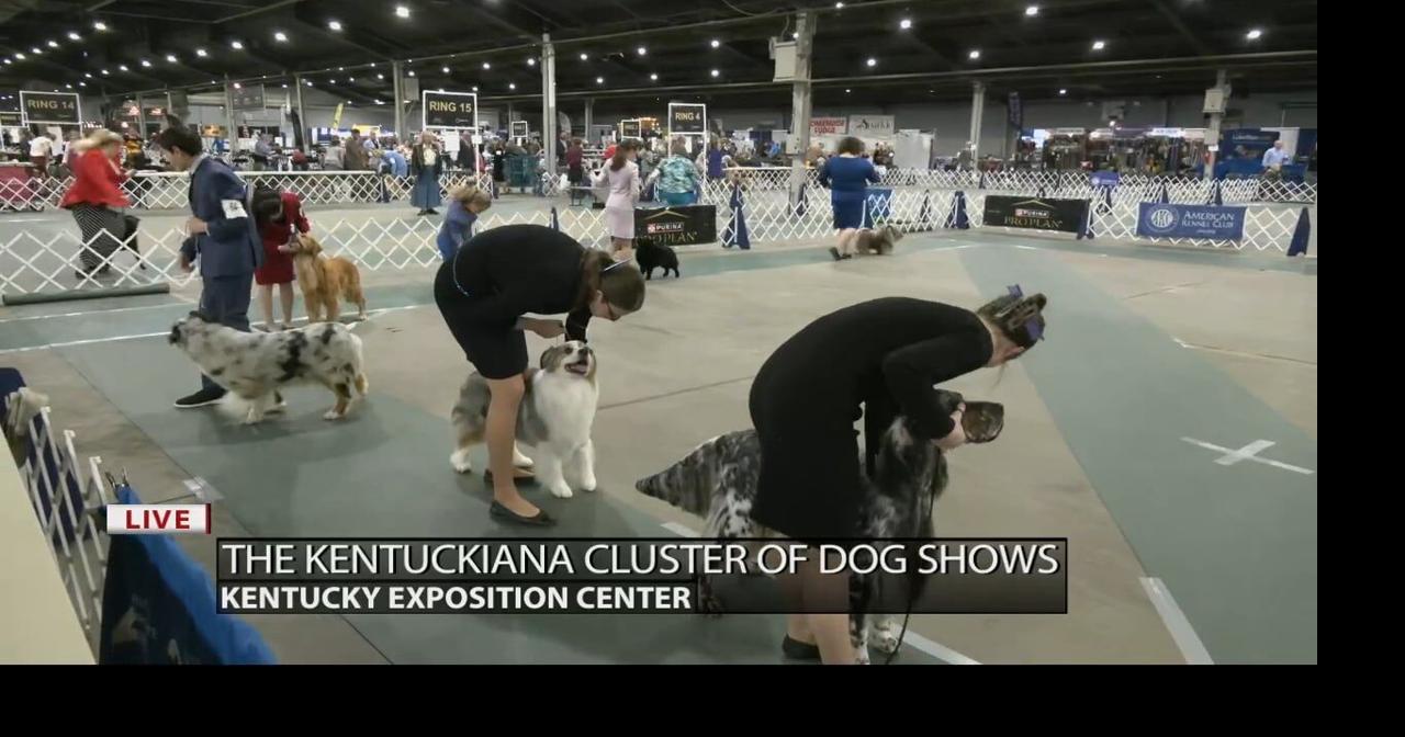 Keith Kaiser observes the junior showmanship class at the Kentuckiana