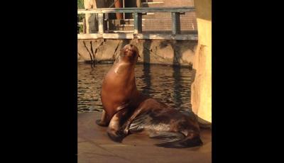 Triton the sea lion from the Louisville Zoo&#39;s Glacier Run dies | Community | 0