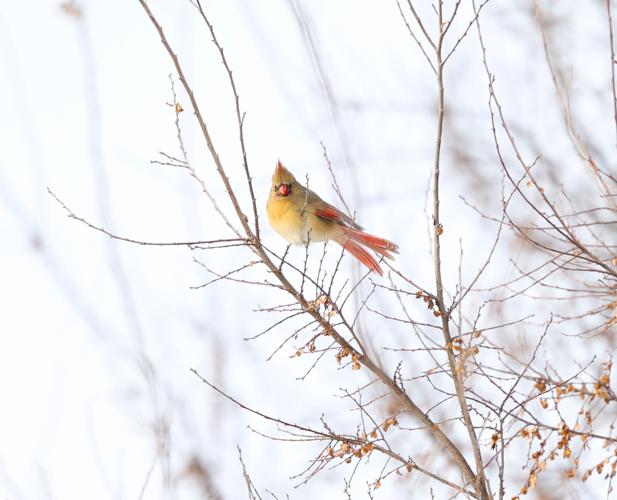 Cardinal bird poses for photo.JPG