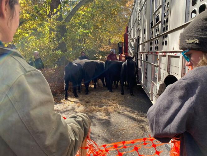 Cows in Cherokee Park