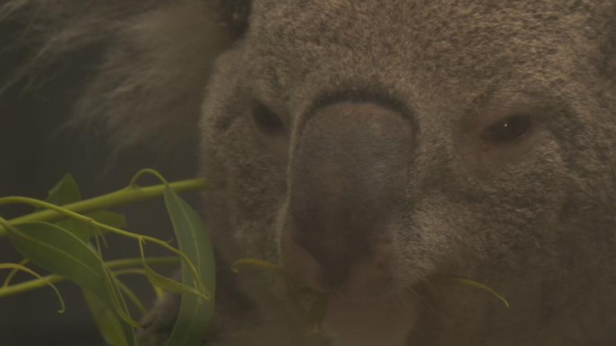 The Louisville Zoo welcomed two new koalas. They are now on exhibit at the foot of Glacier Run.